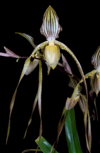 Paphiopedilum Memoria Gordon Peters Ocean Side AM/AOS 81 pts.